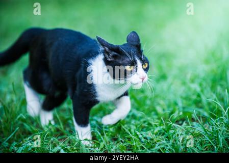 Il gatto bicolore cammina con cura su un prato verde, cacciando ed esplorando in un giardino in una giornata di sole, i suoi whisker e le pellicce brillano alla luce del giorno, macro Foto Stock