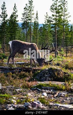 Le renne di Bull Mountain pascolano la lussureggiante vegetazione di una foresta boreale svedese, circondata da alti pini nel suo habitat naturale a Idre Dalarna Foto Stock