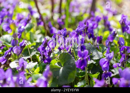 Fiori di primavera. Violetta fiori fioriscono nella foresta di primavera. Viola odorata Foto Stock