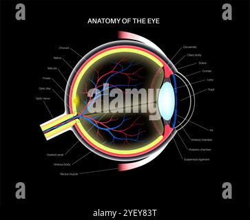 Illustrazione dell'anatomia dell'occhio. La struttura dell'occhio comprende tre strati diversi. Lo strato esterno, formato dalla sclera e dalla cornea. Lo strato intermedio, l'iride e il corpo ciliare, i muscoli extraoculari, la coroide e i vasi sanguigni. Lo strato interno, o la parte sensoriale dell'occhio, la retina e il nervo ottico. Foto Stock