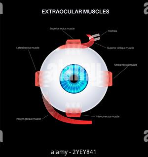 Illustrazione dell'anatomia dei muscoli extraoculari. Questi muscoli controllano i movimenti del bulbo oculare e della palpebra superiore. Foto Stock