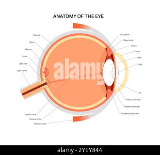 Illustrazione dell'anatomia dell'occhio. La struttura dell'occhio comprende tre strati diversi. Lo strato esterno, formato dalla sclera e dalla cornea. Lo strato intermedio, diviso in due parti: Anteriore (iride e corpo ciliare e muscoli extraoculari) e posteriore (coroide). Lo strato interno, o la parte sensoriale dell'occhio, la retina e il nervo ottico. Foto Stock