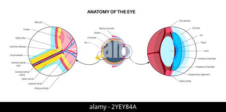 Illustrazione dell'anatomia dell'occhio. La struttura dell'occhio comprende tre strati diversi. Lo strato esterno, formato dalla sclera e dalla cornea. Lo strato intermedio, diviso in due parti: Anteriore (iride e corpo ciliare e muscoli extraoculari) e posteriore (coroide). Lo strato interno, o la parte sensoriale dell'occhio, la retina e il nervo ottico. Foto Stock
