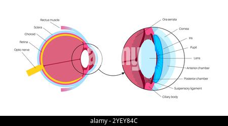 Illustrazione dell'anatomia dell'occhio. La struttura dell'occhio comprende tre strati diversi. Lo strato esterno, formato dalla sclera e dalla cornea. Lo strato intermedio, diviso in due parti: Anteriore (iride e corpo ciliare e muscoli extraoculari) e posteriore (coroide). Lo strato interno, o la parte sensoriale dell'occhio, la retina e il nervo ottico. Foto Stock
