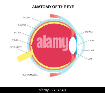 Illustrazione dell'anatomia dell'occhio. La struttura dell'occhio comprende tre strati diversi. Lo strato esterno, formato dalla sclera e dalla cornea. Lo strato intermedio, diviso in due parti: Anteriore (iride e corpo ciliare e muscoli extraoculari) e posteriore (coroide). Lo strato interno, o la parte sensoriale dell'occhio, la retina e il nervo ottico. Foto Stock