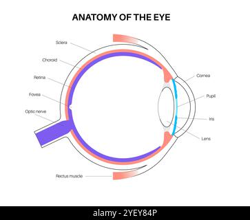 Illustrazione dell'anatomia dell'occhio. La struttura dell'occhio comprende tre strati diversi. Lo strato esterno, formato dalla sclera e dalla cornea. Lo strato intermedio, diviso in due parti: Anteriore (iride e corpo ciliare e muscoli extraoculari) e posteriore (coroide). Lo strato interno, o la parte sensoriale dell'occhio, la retina e il nervo ottico. Foto Stock