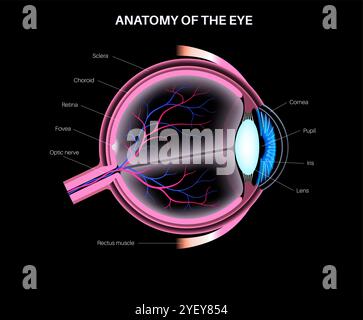 Illustrazione dell'anatomia dell'occhio. La struttura dell'occhio comprende tre strati diversi. Lo strato esterno, formato dalla sclera e dalla cornea. Lo strato intermedio, l'iride e il corpo ciliare, i muscoli extraoculari, la coroide e i vasi sanguigni. Lo strato interno, o la parte sensoriale dell'occhio, la retina e il nervo ottico. Foto Stock