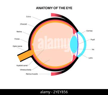 Illustrazione dell'anatomia dell'occhio. La struttura dell'occhio comprende tre strati diversi. Lo strato esterno, formato dalla sclera e dalla cornea. Lo strato intermedio, diviso in due parti: Anteriore (iride e corpo ciliare e muscoli extraoculari) e posteriore (coroide). Lo strato interno, o la parte sensoriale dell'occhio, la retina e il nervo ottico. Foto Stock