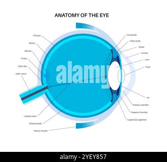 Illustrazione dell'anatomia dell'occhio. La struttura dell'occhio comprende tre strati diversi. Lo strato esterno, formato dalla sclera e dalla cornea. Lo strato intermedio, diviso in due parti: Anteriore (iride e corpo ciliare e muscoli extraoculari) e posteriore (coroide). Lo strato interno, o la parte sensoriale dell'occhio, la retina e il nervo ottico. Foto Stock