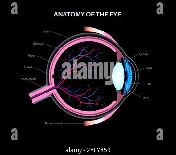 Illustrazione dell'anatomia dell'occhio. La struttura dell'occhio comprende tre strati diversi. Lo strato esterno, formato dalla sclera e dalla cornea. Lo strato intermedio, l'iride e il corpo ciliare, i muscoli extraoculari, la coroide e i vasi sanguigni. Lo strato interno, o la parte sensoriale dell'occhio, la retina e il nervo ottico. Foto Stock