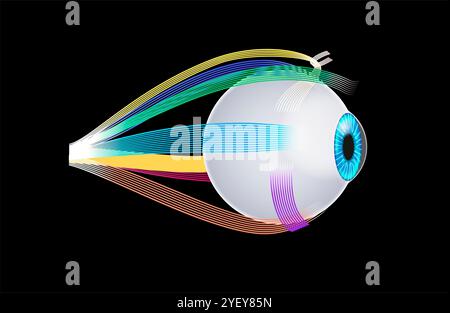 Illustrazione dell'anatomia dei muscoli extraoculari. Questi muscoli controllano i movimenti del bulbo oculare e della palpebra superiore. Foto Stock