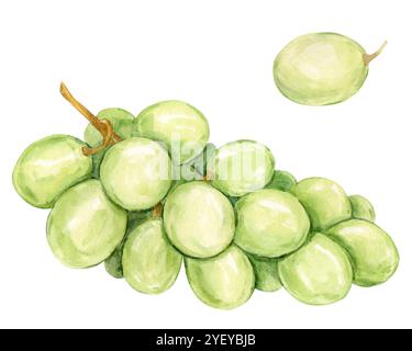 Ramo di acquerello di uva bianca disteso sulla tavola. Immagine di bacche verdi isolate sullo sfondo. Bacche per vino, succo, marmellata. Clipar Foto Stock