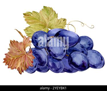 Uva azzurra acquerello. Illustrazione di un mucchio di uva con bacche viola e foglie stese su un tavolo. Simbolo dell'uva per etichette di vino, succo, marmellate. C Foto Stock