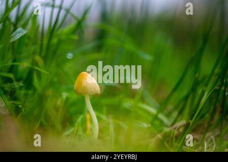 Un delicato fungo giallo Common Field cap si erge da solo in mezzo ad erba verde alta e lussureggiante. La messa a fuoco morbida dello sfondo accentua la S del fungo Foto Stock