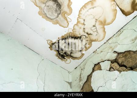 Fungo della muffa sul soffitto e parete della stanza creando problemi di salute per i proprietari di casa. Gli stampi possono prosperare su qualsiasi materia organica, inclusi soffitti e pareti Foto Stock