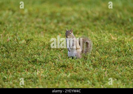 Scoiattolo grigio americano (Sciurus carolinensis), seduto su un prato verde e guardato curiosamente intorno, Pembroke Pines, Florida, USA, Nord America Foto Stock