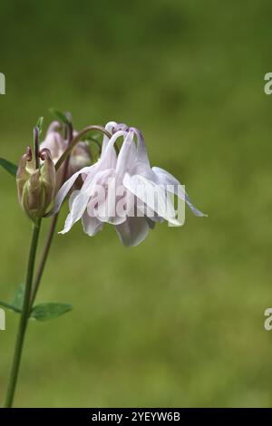 Columbine (Aquilegia vulgaris), fiore bianco ai margini di una foresta, Wilnsdorf, Renania settentrionale-Vestfalia, Germania, Europa Foto Stock