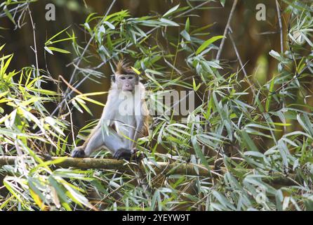 Ceylon Hat scimmia (Macaca sinica) su un bambù vicino al fiume Mahaweli, Kandy, provincia centrale, Sri Lanka, Asia Foto Stock