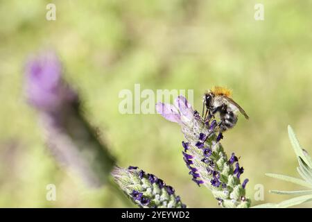 bumblebee (Bombus pascuorum) su un fiore di lavanda (Lavandula angustifolia), immagine minimalista, Wilnsdorf, Renania settentrionale-Vestfalia, Germania, EUR Foto Stock