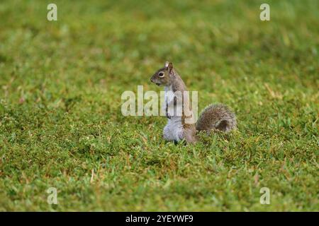 Scoiattolo grigio americano (Sciurus carolinensis), seduto su un prato verde e guardato curiosamente intorno, Pembroke Pines, Florida, USA, Nord America Foto Stock