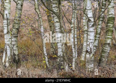 Betulle (Betula pendula) nella brughiera in foglie autunnali, Emsland, bassa Sassonia, Germania, Europa Foto Stock
