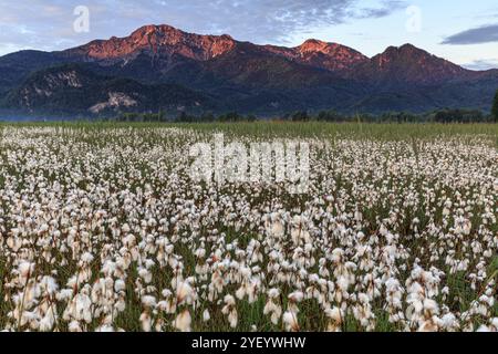 Erba di cotone, luce del mattino, montagne, umore, primavera, Loisach-Lake Kochel Moor, vista su Herzogstand, Heimgarten, colline alpine, Baviera, Germania, E. Foto Stock