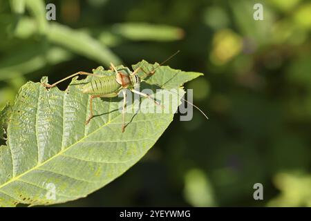 Cavalletta steppa, cavalletta steppa (Ephippiger ephippiger), cavalletta a pinna lunga, inclusa nella lista rossa tedesca, con protezione speciale Foto Stock