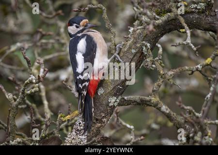 Picchio grosso e attento (Dendrocopos Major) su un vecchio albero di pere con rami ricoperti di muschio, Baden-Wuerttemberg, Germania, Europa Foto Stock