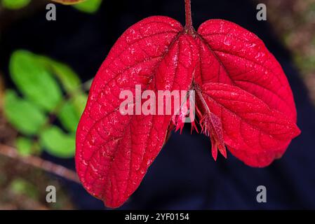 Sangue Ashanti ( Mussaenda erythrophylla ) - Kampala Uganda Foto Stock