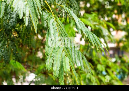 Seta persiana con fogliame verde in autunno da vicino Foto Stock