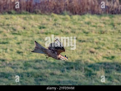 Colpo unico di un aquilone rosso (Milvus milvus) in aria mentre comincia è immersione spettacolare per catturare la preda sul terreno sottostante. Suffolk, Regno Unito. Foto Stock