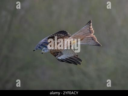 Colpo unico di un aquilone rosso (Milvus milvus) in aria mentre comincia è immersione spettacolare per catturare la preda sul terreno sottostante. Suffolk, Regno Unito. Foto Stock