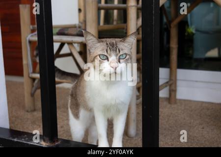 Gatto con occhi blu-verdi dietro una ringhiera nera, con una sedia di bambù sullo sfondo, che guarda in avanti con un'espressione calma. Foto Stock
