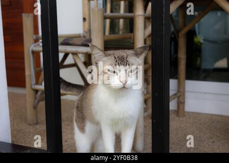 Gatto con occhi blu-verdi dietro una ringhiera nera, con una sedia di bambù sullo sfondo, che guarda in avanti con un'espressione calma. Foto Stock