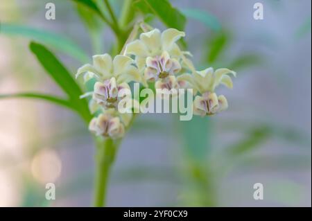 Primo piano dei bellissimi piccoli fiori di boscaglia di pallone, Gomphocarpus physocarpus. Foto Stock