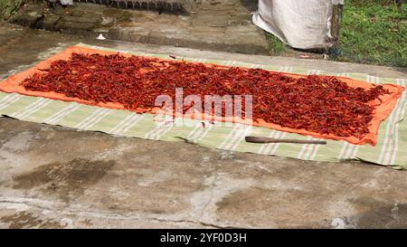 I Red Chillies che asciugano il sole all'aperto su un tessuto colorato Foto Stock