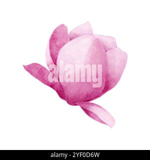 Elemento isolato color acquerello rosa e bianco del fiore di magnolia. Fiore trafilato a mano per il design del confezionamento del tè Foto Stock