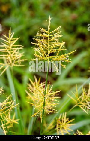 Noce moscata gialla ( Cyperus esculentus ) - Kampala Uganda Foto Stock