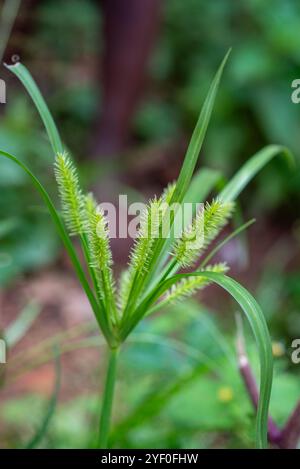 Noce moscata gialla ( Cyperus esculentus ) - Kampala Uganda Foto Stock