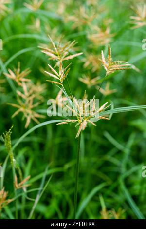 Noce moscata gialla ( Cyperus esculentus ) - Kampala Uganda Foto Stock