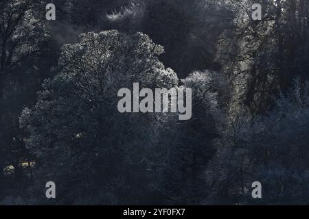 I branche di alberi satinati illuminati si stagliano su uno sfondo boschivo scuro e ombroso nei Trossachs, creando una mistica scena invernale in Scozia» Foto Stock