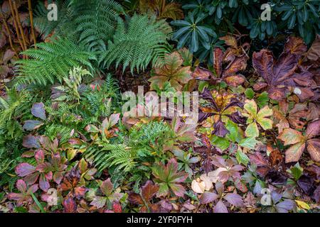 Colori autunnali misti, tra cui Ferns e Rodgersia Foto Stock