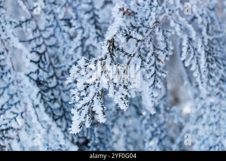 Rami congelati in inverno. Un primo piano di un ramo d'albero ricoperto di gelo soffice con intricati cristalli di ghiaccio visibili su uno sfondo invernale sfocato c Foto Stock