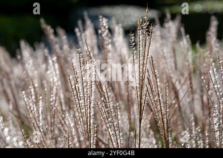 Erba miscanthus sinensis "Kleine Silberspinne" Foto Stock