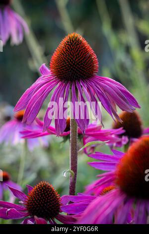 Echinacea purpurea Foto Stock