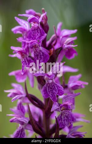 Dactylorhiza praetermissa , orchidea paludosa meridionale Foto Stock
