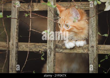 Un curioso gatto zenzero sbircia attraverso un giardino rustico, esplorando la natura con gli occhi larghi. Foto Stock