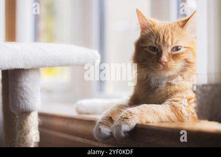 Un soffice gatto zenzero si trova accanto a una finestra illuminata dal sole, guardando con calma con un'espressione morbida e attenta, godendo di un intimo momento interno. Foto Stock