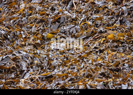 Primo piano di una massa di alghe sulla riva del Lizard Point in Cornovaglia, Regno Unito Foto Stock