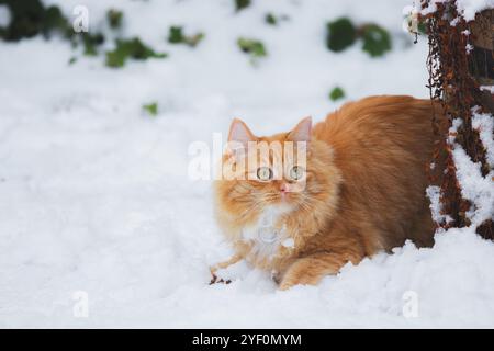 Un curioso gatto da tabby allo zenzero accovacciato in un giardino innevato, con una scena invernale intorno, mentre osserva i suoi dintorni in Scozia. Foto Stock